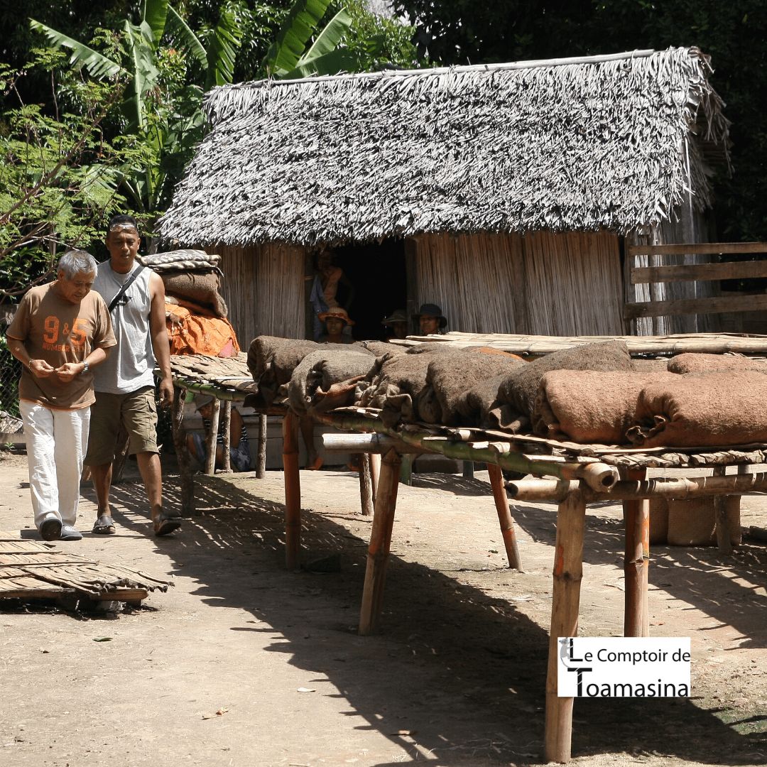Séchage de la vanille de Madagascar - Vanille de Madagascar dans des couverture en laine au soleil